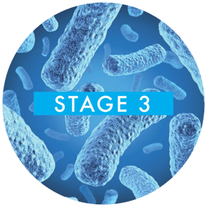stage-3-bacteria